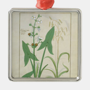 Adorno Metálico Ilustracion del "libro de las medicinas simples" 2