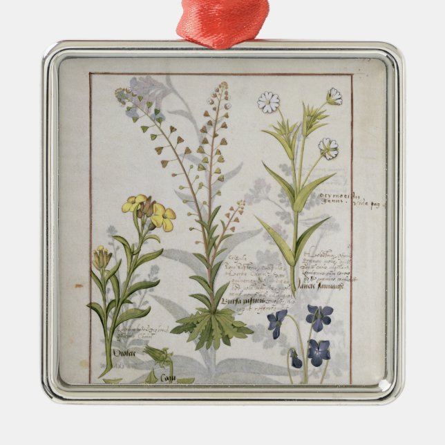 Adorno Metálico Ilustracion del "libro de las medicinas simples" 2 (Frente)