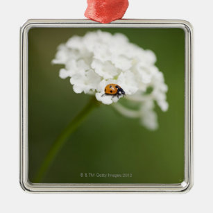 Adorno Metálico Imagen macra de una mariquita en una flor salvaje