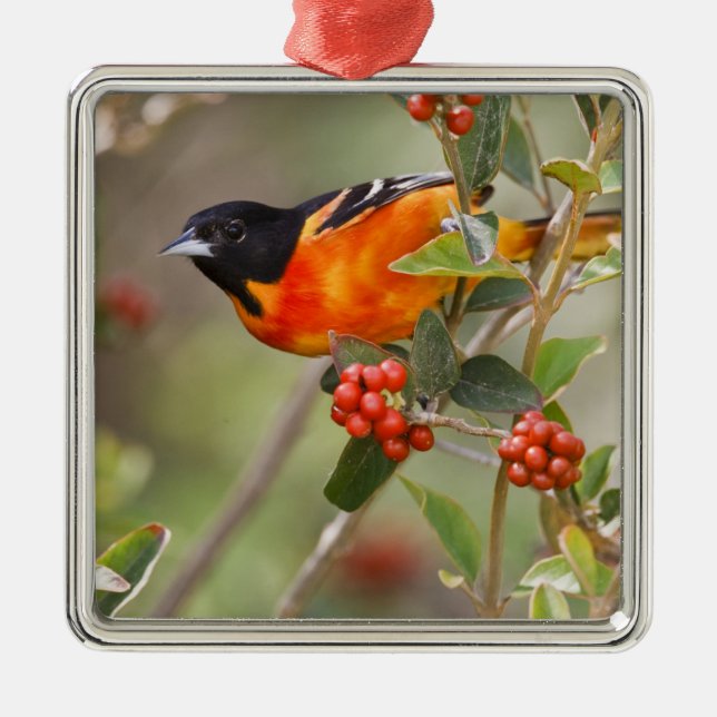 Adorno Metálico Isla del Padre del Sur, Texas, EE.UU., Baltimore O (Frente)