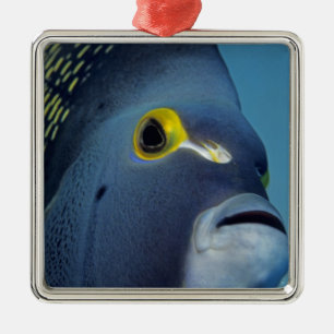 Adorno Metálico Islas Caimán, pez ángel francés Pomacanthus