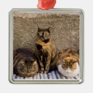 Adorno Metálico Italia, Cinque Terre, Vernazza. Tres gatos