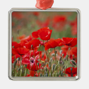 Adorno Metálico Italia, Toscana, Masa de amapolas de verano en