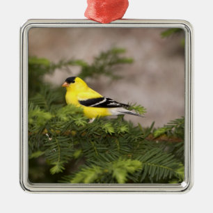 Adorno Metálico Jilguero americano macho en un árbol