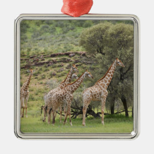 Adorno Metálico Jirafa, camelopardalis del Giraffa, Kgalagadi 3