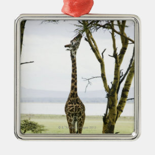 Adorno Metálico Jirafa en Kenia, África