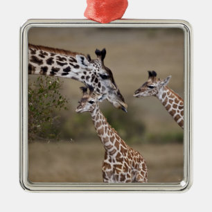 Adorno Metálico Jirafa Masái (Giraffa tippelskirchi)