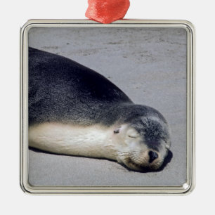 Adorno Metálico Joven foca durmiendo en la playa - Australia