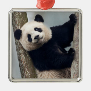 Adorno Metálico Joven panda subiendo a un árbol, China
