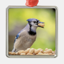 Judía azul con un maní