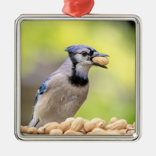 Adorno Metálico Judía azul con un maní (Frente)