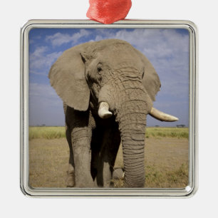 Adorno Metálico Kenia: Parque Nacional Amboseli, elefante macho