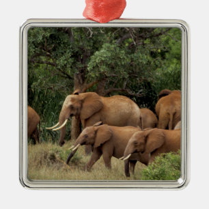 Adorno Metálico Kenia: Parque Nacional de Tsavo Este, manada Afric