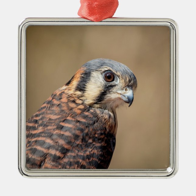 Adorno Metálico Kestrel americano (Frente)