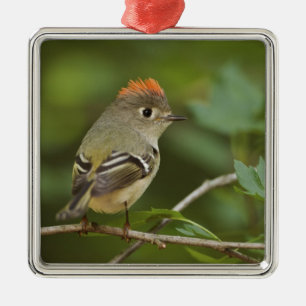 Adorno Metálico Kinglet coronado por Ruby, Regulus calendula