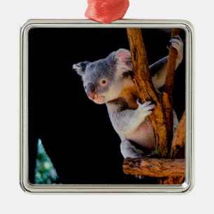 Adorno Metálico Koala Cute en gris árbol