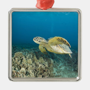 Adorno Metálico La tortuga del Mar Verde (Chelonia mydas) es la 3