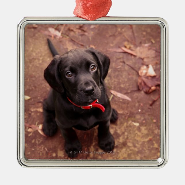 Adorno Metálico Laboratorio negro viejo de 25 semanas (Frente)