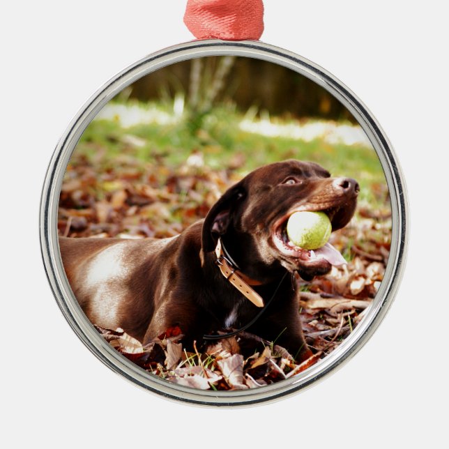 Adorno Metálico Labrador de chocolate jugando con bolas (Frente)