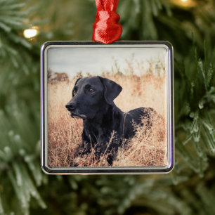 Adorno Metálico Labrador Negro En Grasa Seca