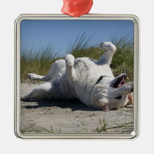 Adorno Metálico Labrador retriever amarillo (Frente)