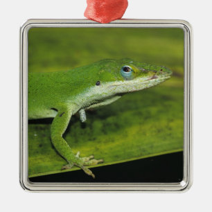 Adorno Metálico Lagarto verde, Anolis carolinensis, adulto en palm
