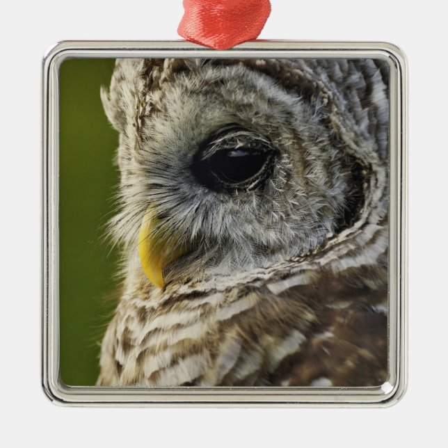 Adorno Metálico Lechuza Barred, Strix varia, Michigan (Frente)