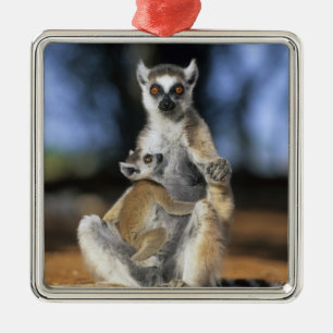 Adorno Metálico Lémur de cola anillada, (Lemur catta), Madre y