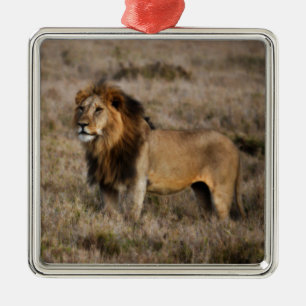 Adorno Metálico León africano en hierba
