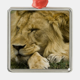 Adorno Metálico León africano, Panthera leo, acostado dormido