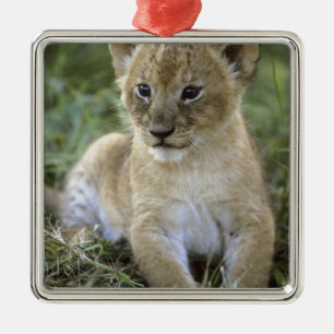 Adorno Metálico León africano, Panthera leo), Tanzania,