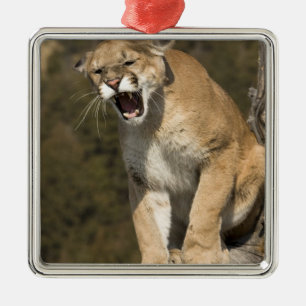 Adorno Metálico León Puma o montaña, concolor puma, cautivo -