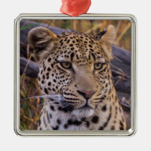 Adorno Metálico Leopardo sentado, Botsuana, África
