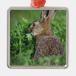 Adorno Metálico Liebre parda, Lepus europaeus, joven comiendo,