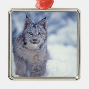 Adorno Metálico Lince en la nieve en las estribaciones