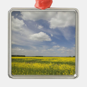 Adorno Metálico Lituania, Lituania central, Joniskis, campo de