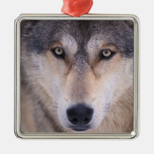 Adorno Metálico lobo gris, Canis lupus, primer plano de ojos