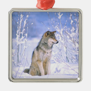 Adorno Metálico Lobo gris sentado en la nieve, Canis lupus,