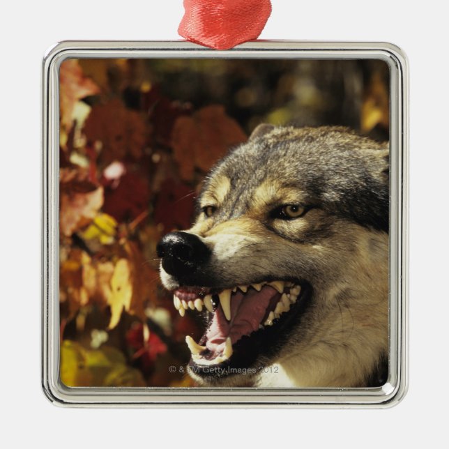 Adorno Metálico Lobo (lupus de Canis) que gruñe, headshot, con (Frente)