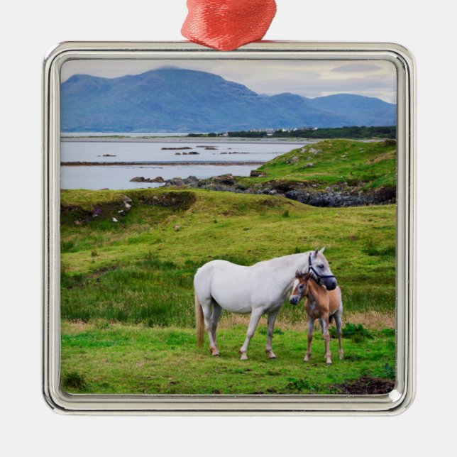 Adorno Metálico Los caballos de Connemara el | Galway, Irlanda (Frente)