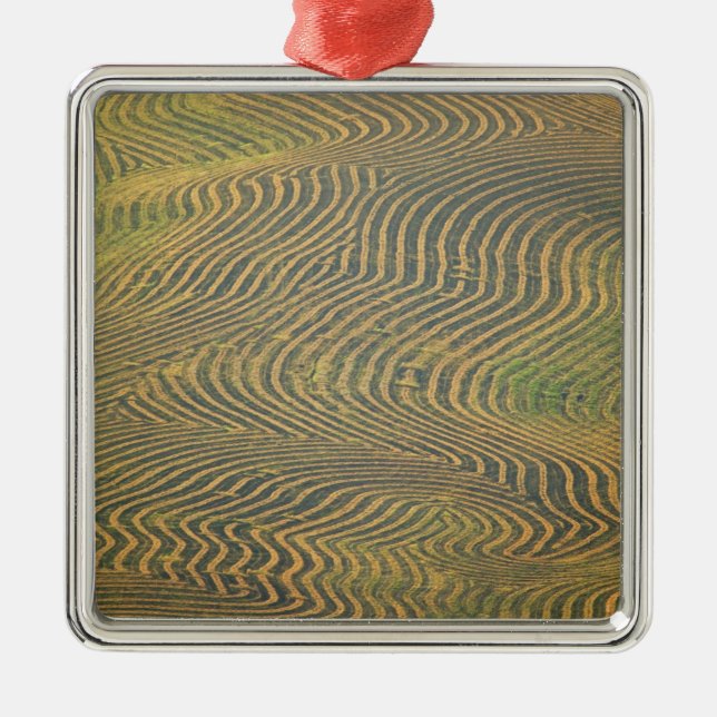 Adorno Metálico Los guisantes de lentejas vendían y estaban espera (Frente)