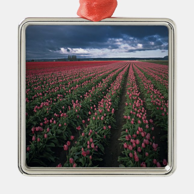 Adorno Metálico Los tulipanes rosados y rojos brillan bajo oscurid (Frente)