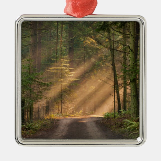 Adorno Metálico Luz del sol que brilla a través de un bosque (Frente)