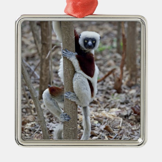 Adorno Metálico Madagascar, Reserva de Ankarafantsika; Ampijoroa; (Frente)