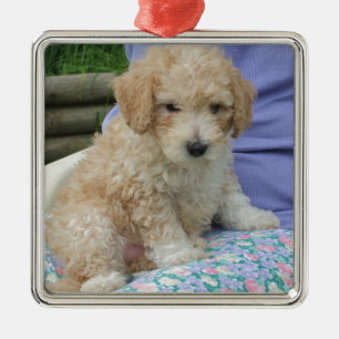 Adorno Metálico Magnífico cachorro de cavapoo mirando a tu manera,