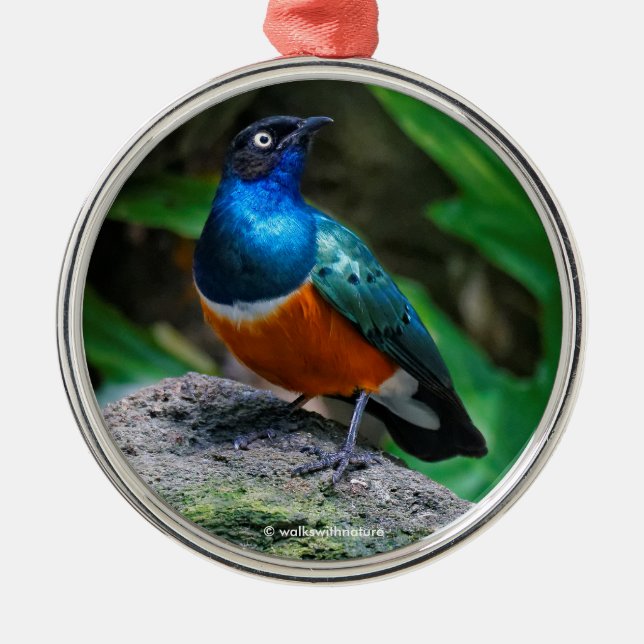 Adorno Metálico Magnífico sonámbulo Songbird (Frente)