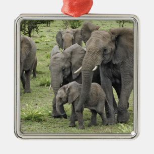 Adorno Metálico Manada de elefantes africanos, Loxodonta africana,