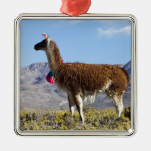 Adorno Metálico Manada de llamas decoradas en la Puna, cordillera
