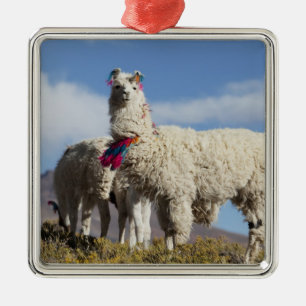 Adorno Metálico Manada de llamas decoradas en la Puna, cordillera