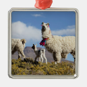 Adorno Metálico Manada de llamas decoradas en la Puna, cordillera